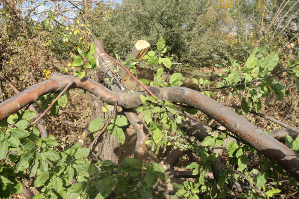 Doğanşehir’de ürünleri para etmeyen elma üreticileri ağaçlarını kesmeye başladılar