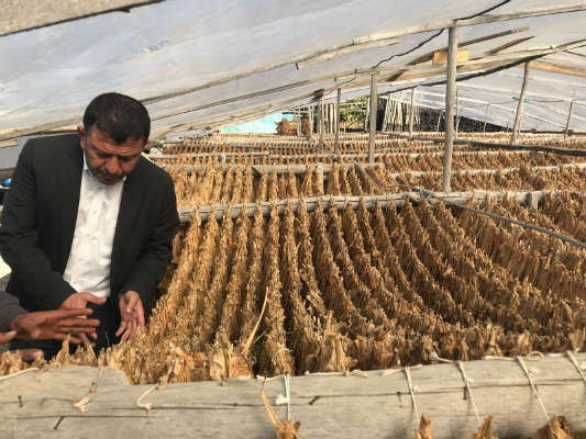 Tütün üreticilerinin sorunlarını dinleyen Ağbaba, bir üreticinin tabakasını alarak, tütün sardı.