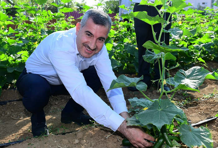 Yeşil Gıda Seracılık Alanında ki 100’de 100 Doğal Ürünlerin Hasadı Başladı.