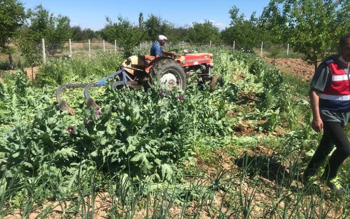 Malatya Yeşilyurt İlçesi Dilek Mahallesinde 100 bin kök haşhaş bitkisi ele geçirildi