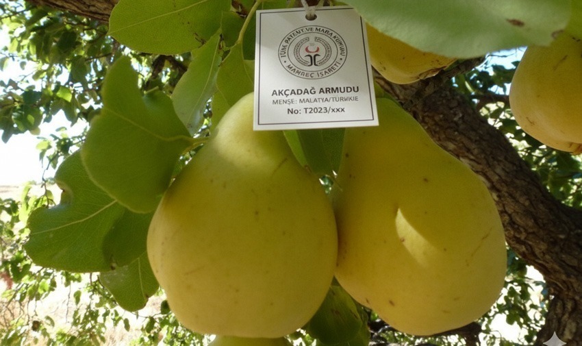 Gelenekten Geleceğe: Akçadağ Armudu’nun Kimliği